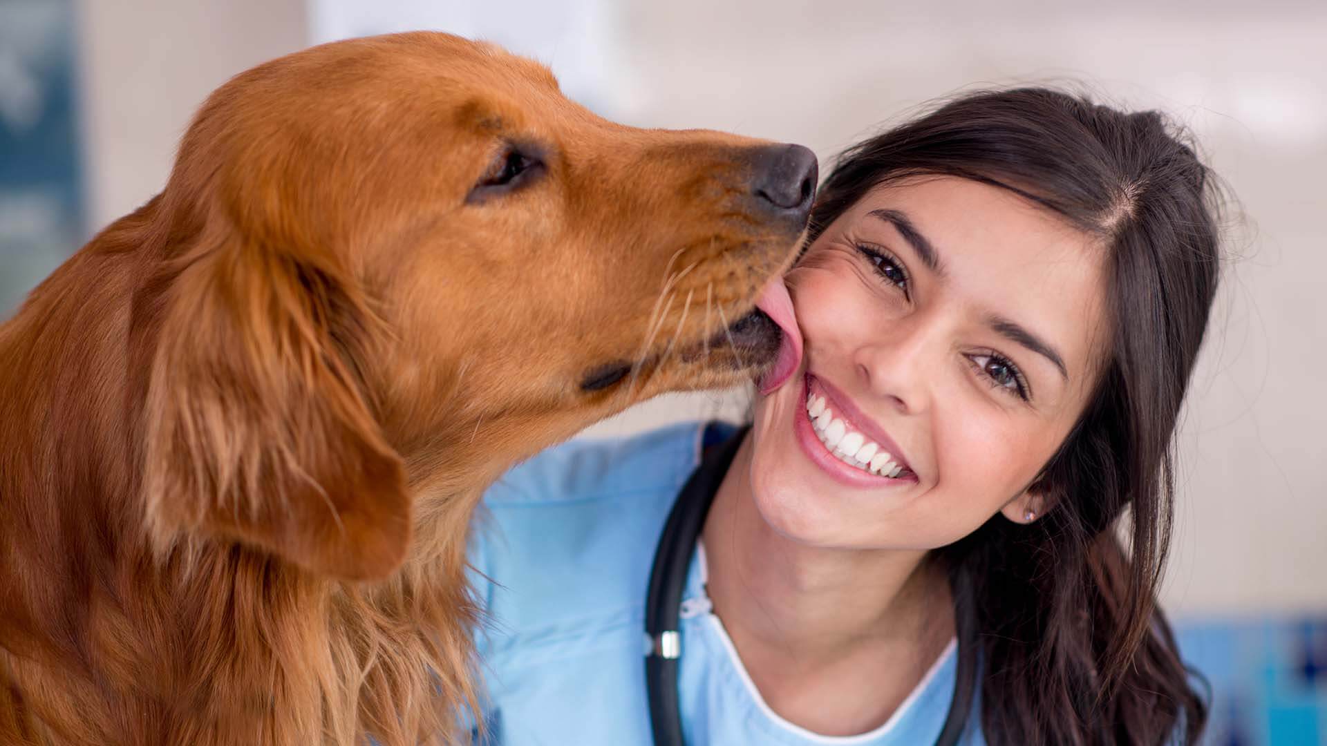 etiqueta comida pienso perro